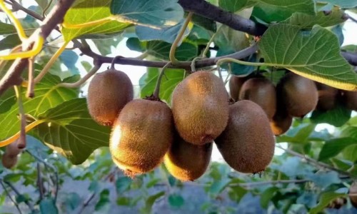 视神经乳炎的症状-哺乳期视神经炎症状网 | 视神经炎会留下后遗症吗,哺乳期视力模糊是怎么回事